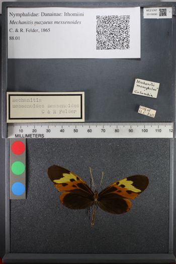 Media type: image;   Entomology 109090